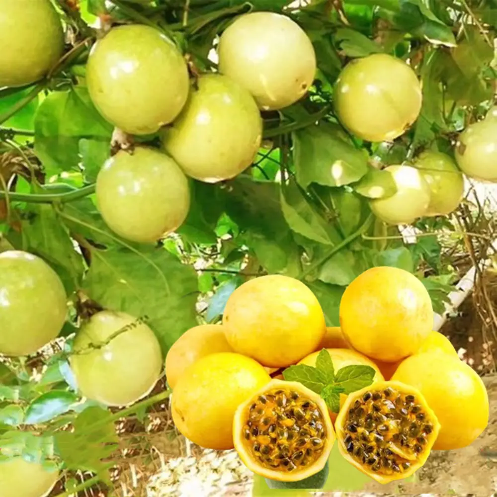 Live Tree Yellow Passionfruit Plant 4 Inch, Live Starter Plants for Planting, Perfect for Fresh Eating, Easy to Grow