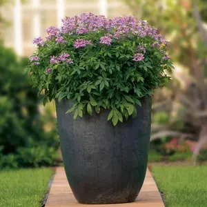 Señorita Rosalita® Spider Flower