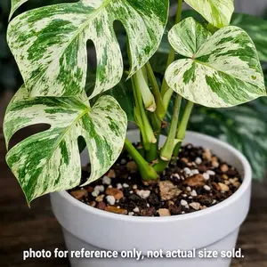 Monstera Mint Tissue Culture (TC) – Rare Variegated Monstera Starter Plant