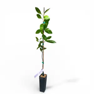 Frost Owari Satsuma Mandarin Tree | No Ship CA AZ LA FL | Sweet Seedless Mandarin, Cold Hardy & Easy Peel Citrus | Premium Indoor Outdoor Citrus Tree