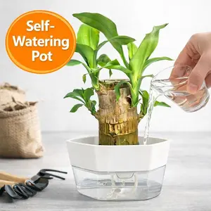 Brazilian Lucky Wood Hydroponic Pot - Symbol of Luck Prosperity - Easy to Grow Indoors with Ceramic Tray