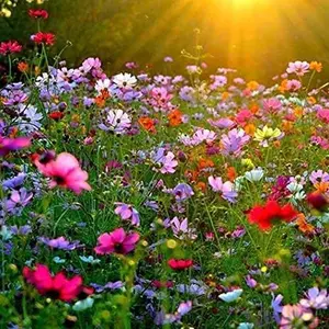 Mix Cosmos Bipinnatus Flower Seeds - Garden Cosmos Mexican Aster 11 Colors Non-GMO | Organic | Heirloom