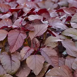 2000 Seeds Midnight Red Amaranth Seeds for Planting 2 Grams of Seeds Garden Vegetable Survival Amaranthus