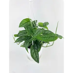 Monstera Siltepecana