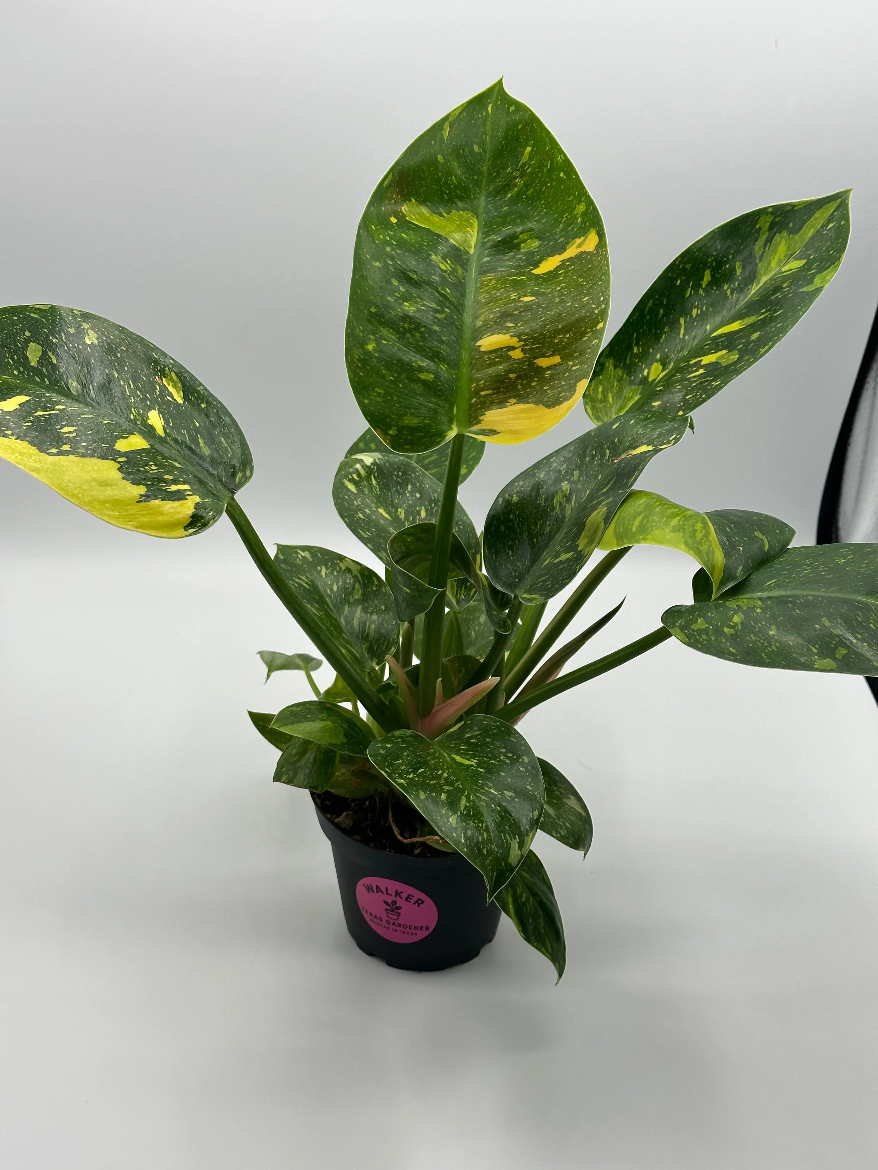Variegated Philodendron Green Congo 'copper Flame' - 4" pot