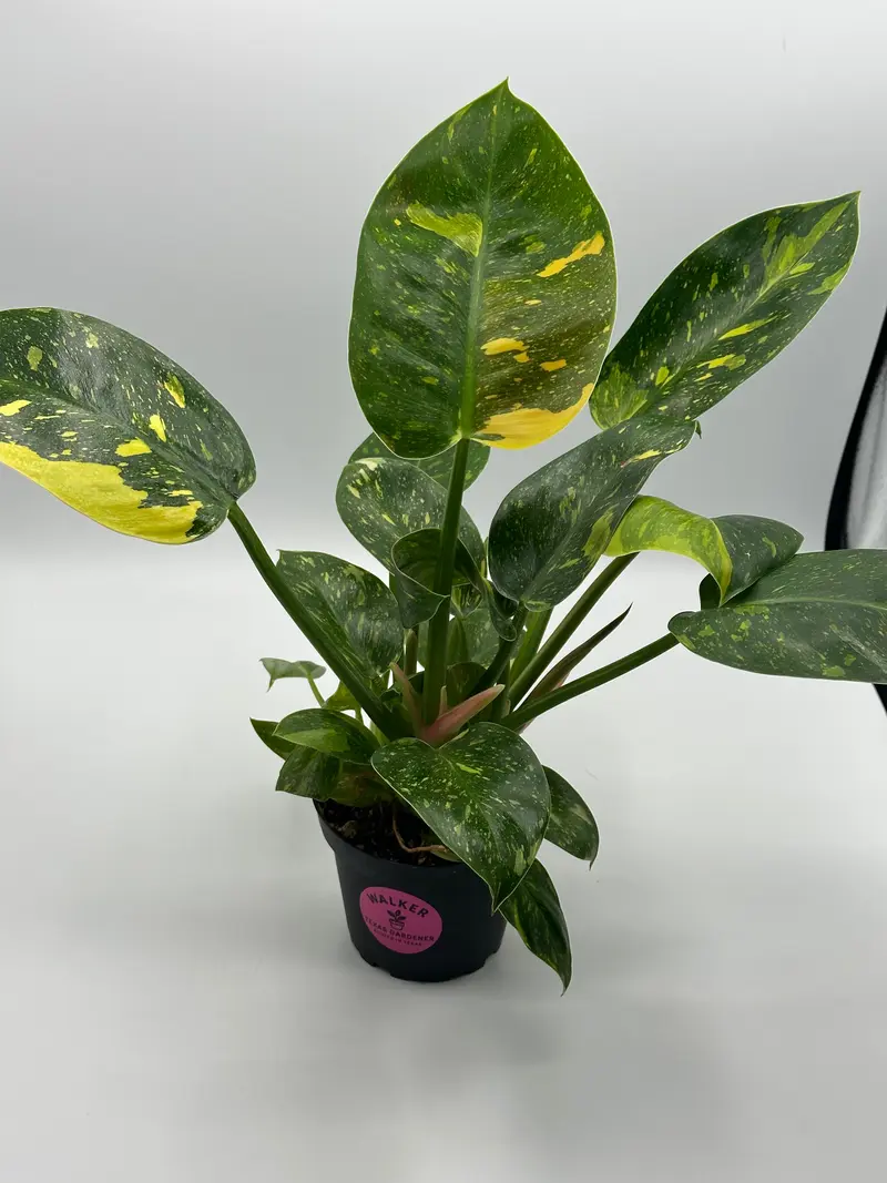 philodendron ruby red Philodendron Rubrijuvenile El Choco Red main image 1