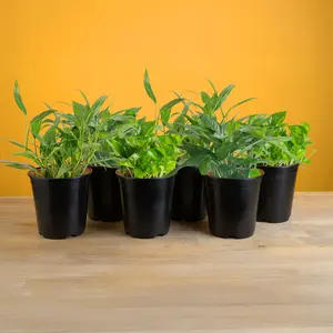 Grower's Choice Epipremnum | medium