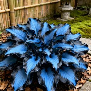 Hosta Seeds – Non-GMO, Shade-Tolerant Perennial, Beautiful Green Foliage, Easy Care for Low-Light Gardens & Yards, USA Grown, Light Fertilizer Recommended