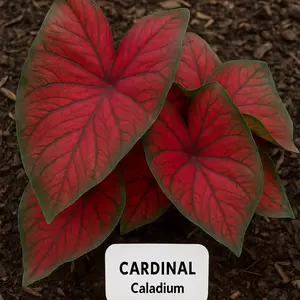 Florida Cardinal Caladium Bulbs for Planting - Perennial Hosta Elephant Ears Fancy 10 Bulbs