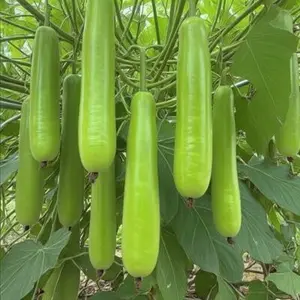 35 Bottle Gourd Seeds Fast-Growing Luffa-Type Gourds for Backyard or Container Gardening Unique Shape Vigorous Growth Ideal for Crafts and Decorations