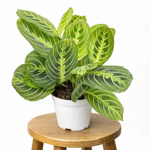 4" Maranta Prayer Plant 'Lemon Lime', Pet Friendly, Humidity Loving Plant, Live Houseplant, Indoor Plant