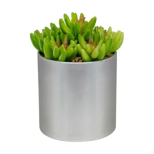 Northlight 4.75" Potted Artificial Sedum Succulent