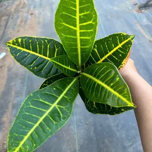 Croton Petra plant 4 in pot