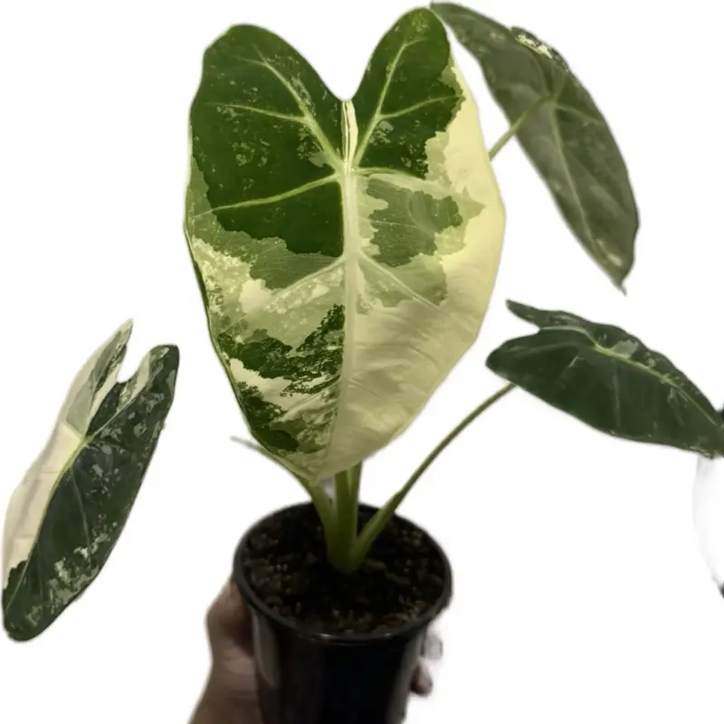 4” Alocasia Frydek Albo (Alocasia Micholitziana Variegata)
