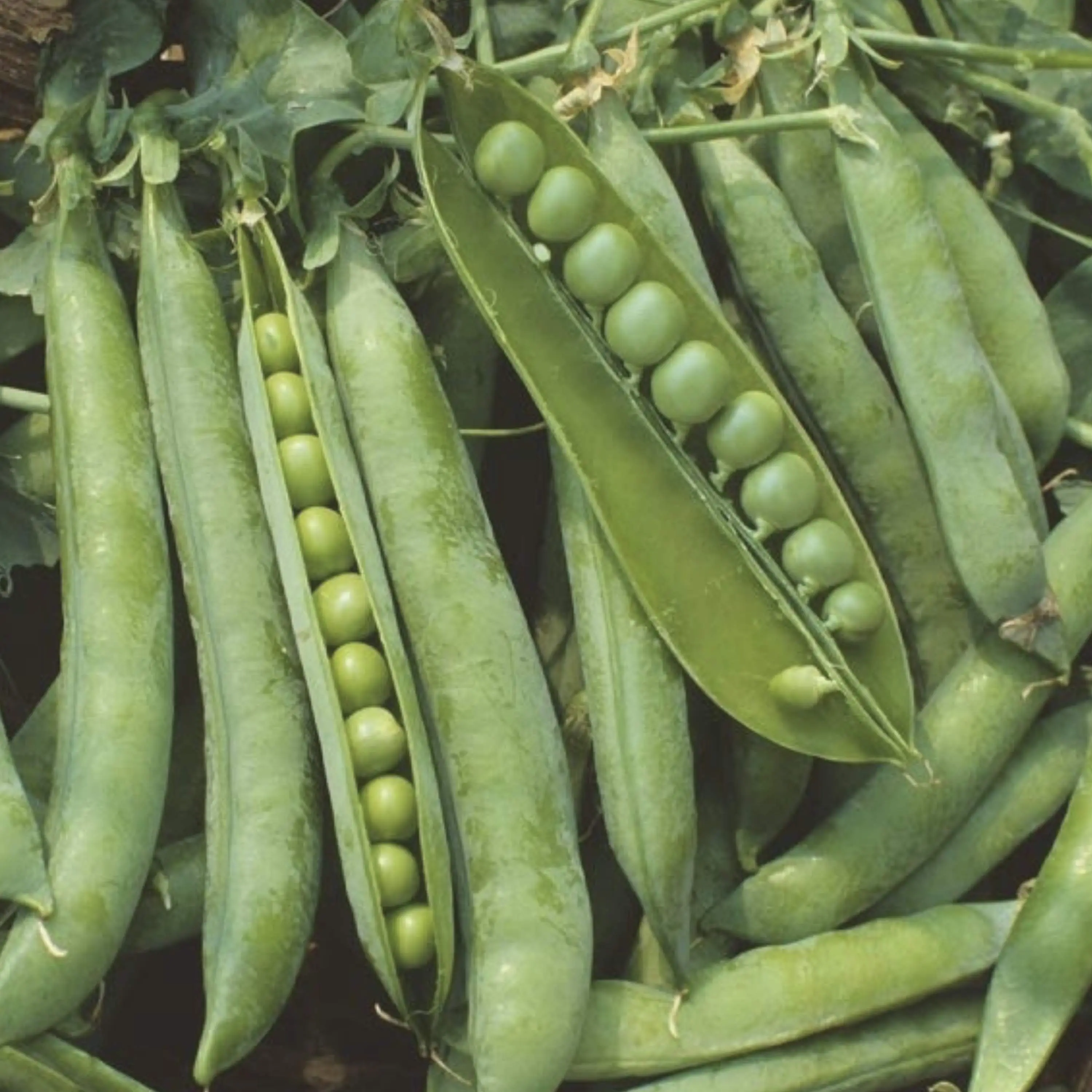 Beginner Gardener