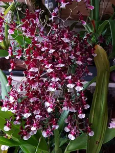 Sherry Baby Oncidium (Bulb)