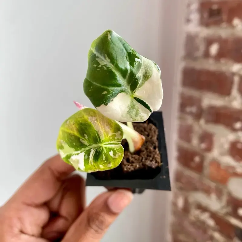 Alocasia Pink Black Velvet Plug Grower’s Choice