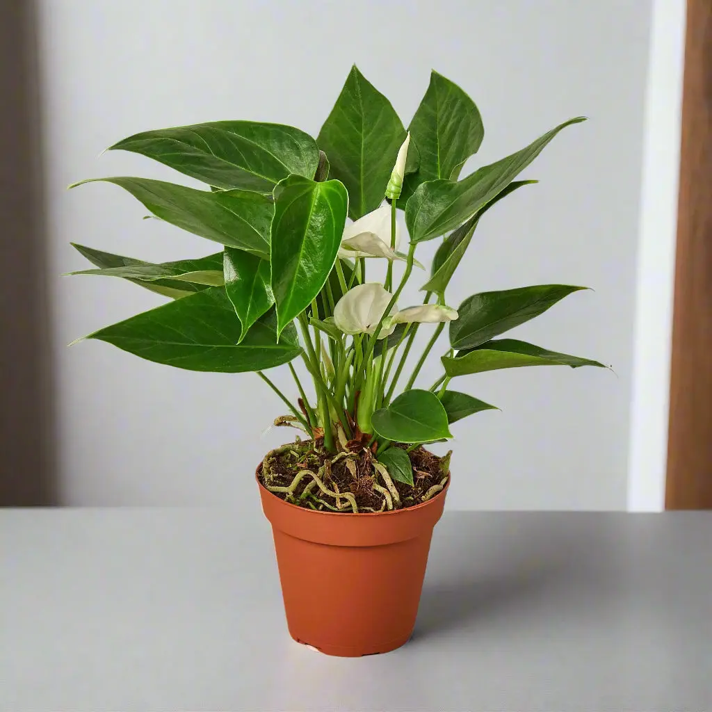 Anthurium 'White' Anthurium 'White'