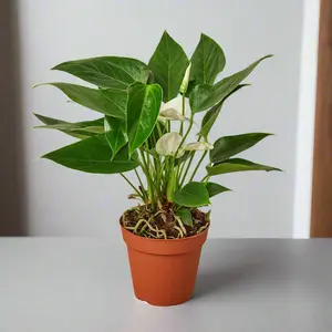 Anthurium 'White'