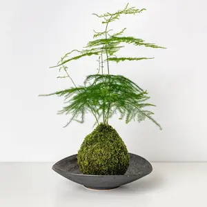 Aspragus Fern Plumosus Kokedama