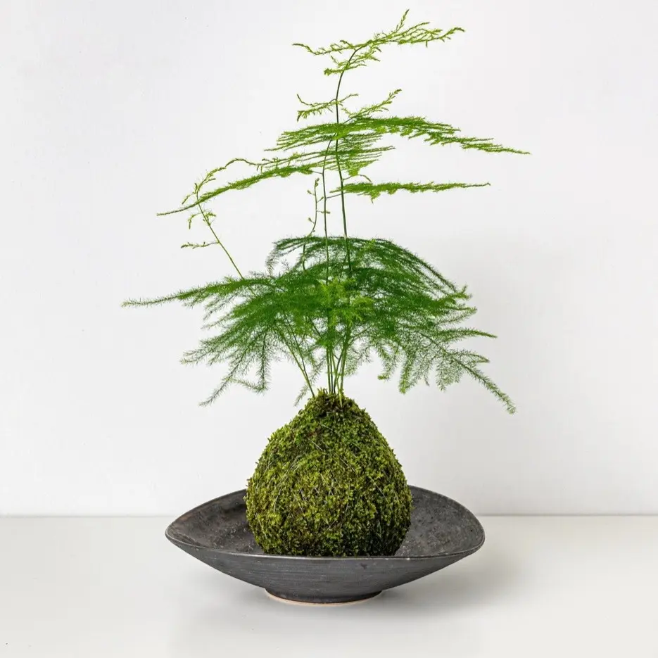 Aspragus Fern Plumosus Kokedama