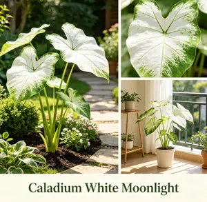 Live Stream Exclusive Link -Moonlight Caladium Live Plant, White Foliage Tropical Houseplant, Mini Indoor Potted Plant for Desk Decor, Home Office Plant Gift
