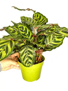 6" Calathea Makoyana, Calathea Peacock, Pet Friendly Live Houseplant, Indoor Plant