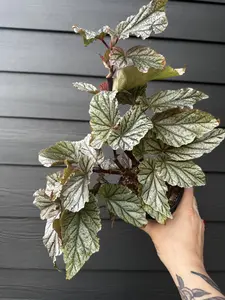 Begonia Frosty 4.5" - Intermediate Care Plant with Silvery Shimmer Leaves for Indoor Decor & Small Spaces