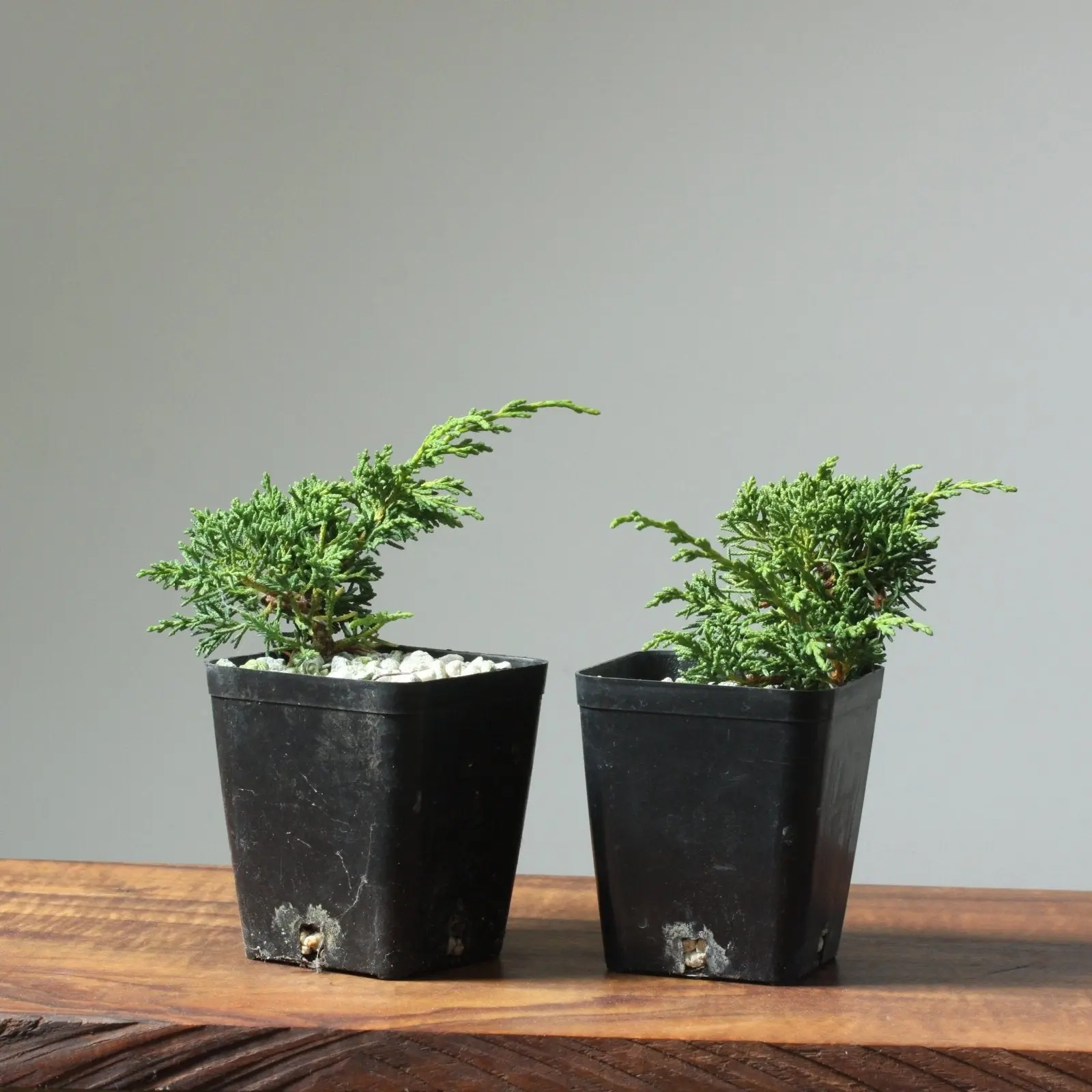 Kishu Juniper Two-Year-Old Pre-Wired Bonsai Starters