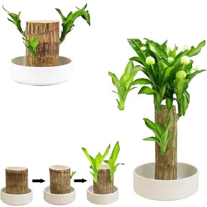 Brazilian Lucky Wood Plant- Easy-Care Potted Bonsai withTray & Doll, ldeal for Home, Office, Housewarming, andProsperity Gifts