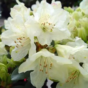 Towhead Rhododendron