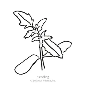 Fortamino Rootstock Tomato Seeds