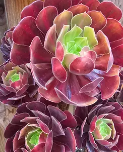🏔️🔥 Aeonium Kilimanjaro Cuttings – The Bold Climber of the Succulent World 🔥🏔️- 2 Cuttings