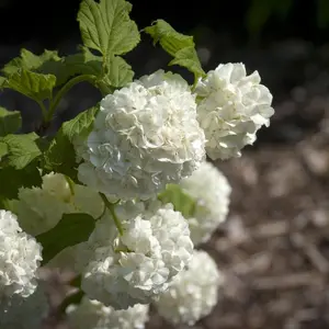European Snowball Viburnum