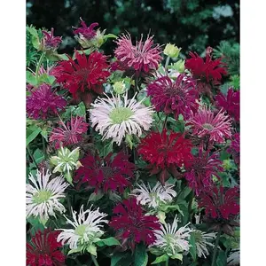 100 Panaroma Mix Bee Balm Seeds