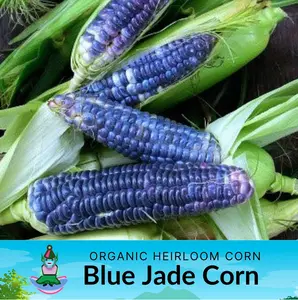 Heirloom Blue Jade Sweet Corn seeds, Packets of 25,Flint Corn used for making cornmeal, popcorn, chips, tortillas, bread, Perfect kids garden project