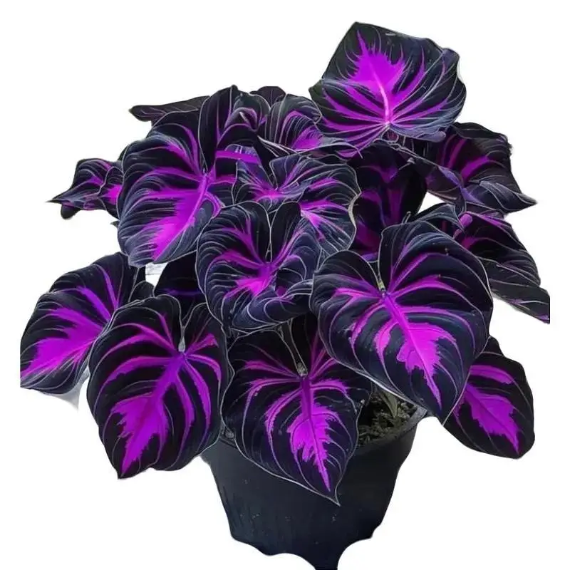 800 Seeds for Perennial Shade Garden Ornamental Foliage for Landscaping