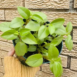 6” Peperomia Tear Drop