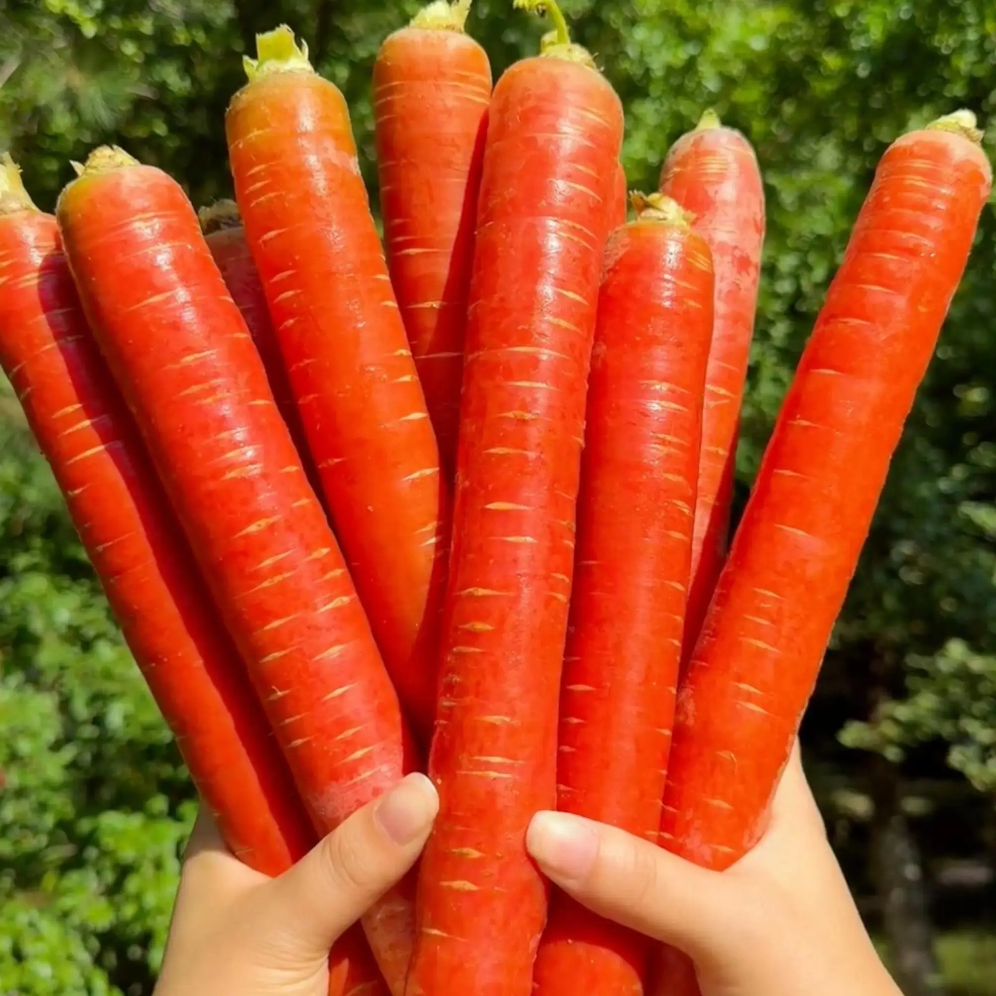 1000 Red Carrot Seeds - Home Garden Vegetable Seeds with Long Smooth Roots, Crisp Texture, Full Sun Requirement, Consistent Yields, Ideal for Fresh Eating, Cooking & Juicing