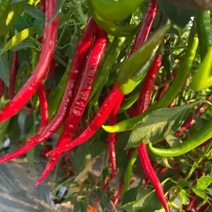 Japanese Sapporo Hot Pepper Seeds | 20 Seeds