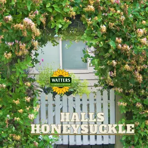 HALLS HONEYSUCKLE 1gal STAKED