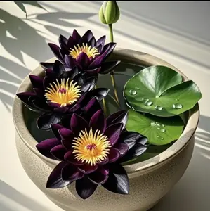 20-Count Black Bowl Lotus Water Lily Seeds Easy-to-Grow Aquatic Plant Seeds for Indoor Outdoor Pot Hydroponics