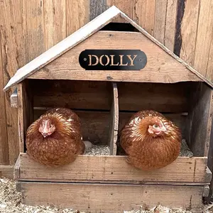 Personalized Metal Chicken Name Plate for Nesting-=% Box=%2= 16 Gauge CNC Cut Customizable Sign 7 Inches Long Durable= box=%2=
