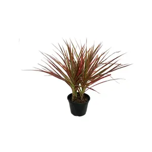 Dragon Tree - Live Plant in a 6 Inch Pot - Dracaena Marginata Colorama - Easy Care Indoor Air Cleaning Plant