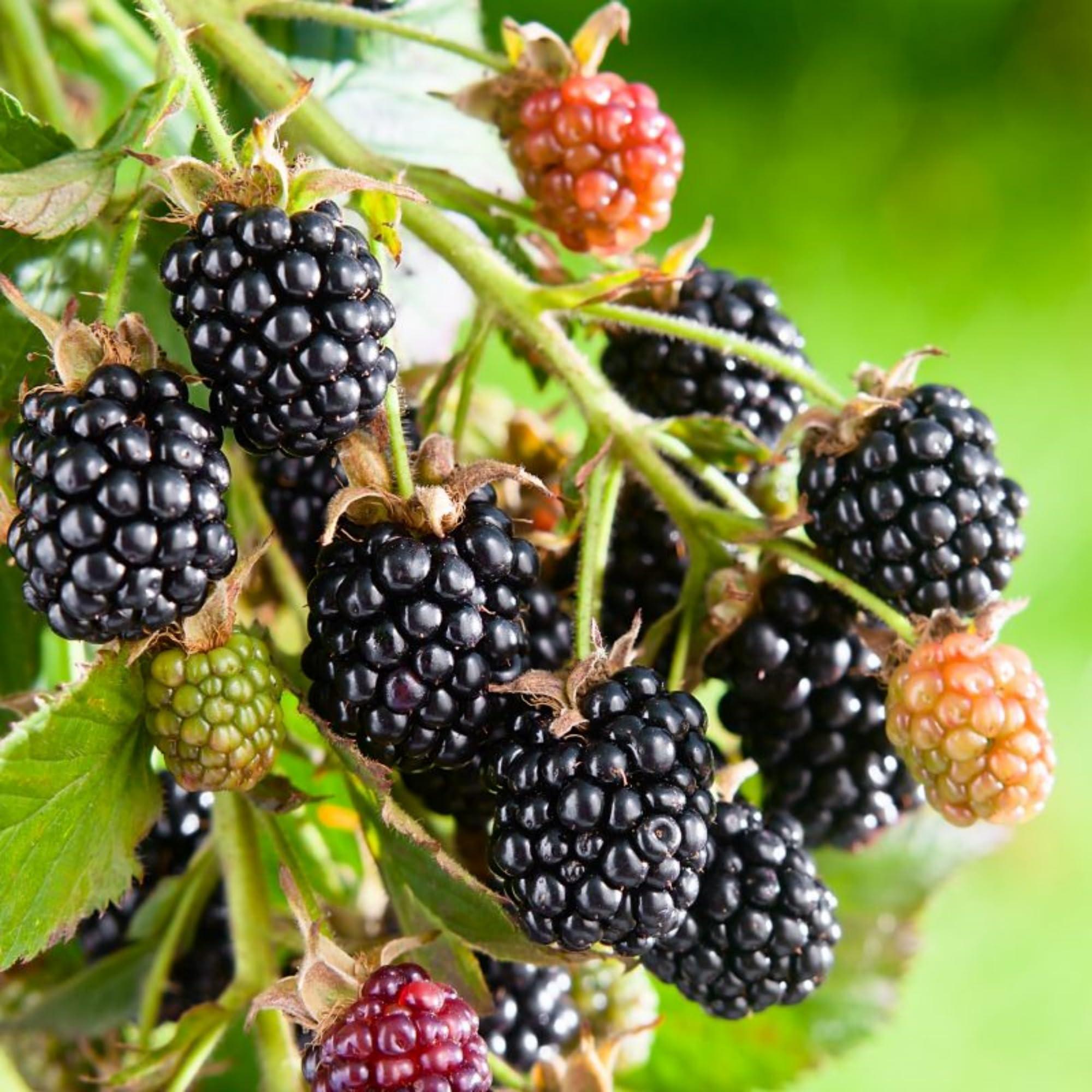 250+ BlackBerry Seeds for Planting - Non-GMO BlackBerry Seeds to Plant for Garden Outdoor - Sweet,Healthy Fruit