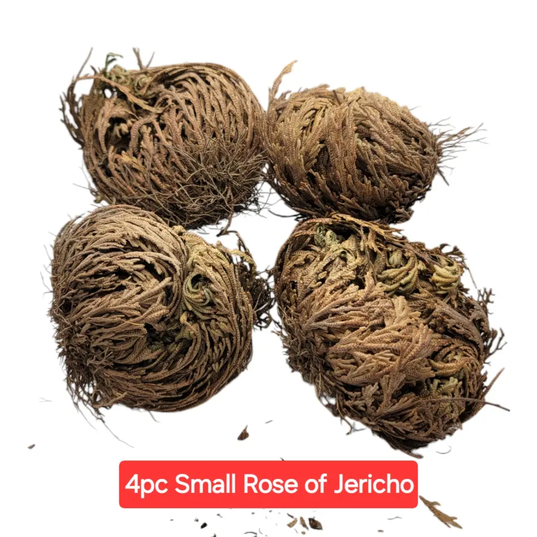 4pc Small Rose of Jericho Bundle aka Resurrection Plant