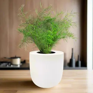 Dill Hydroponic Kit