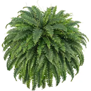 50" Artificial Boston Ferns,  Bush , Large Faux Ferns with 96 Fronds for Outdoors  Decor
