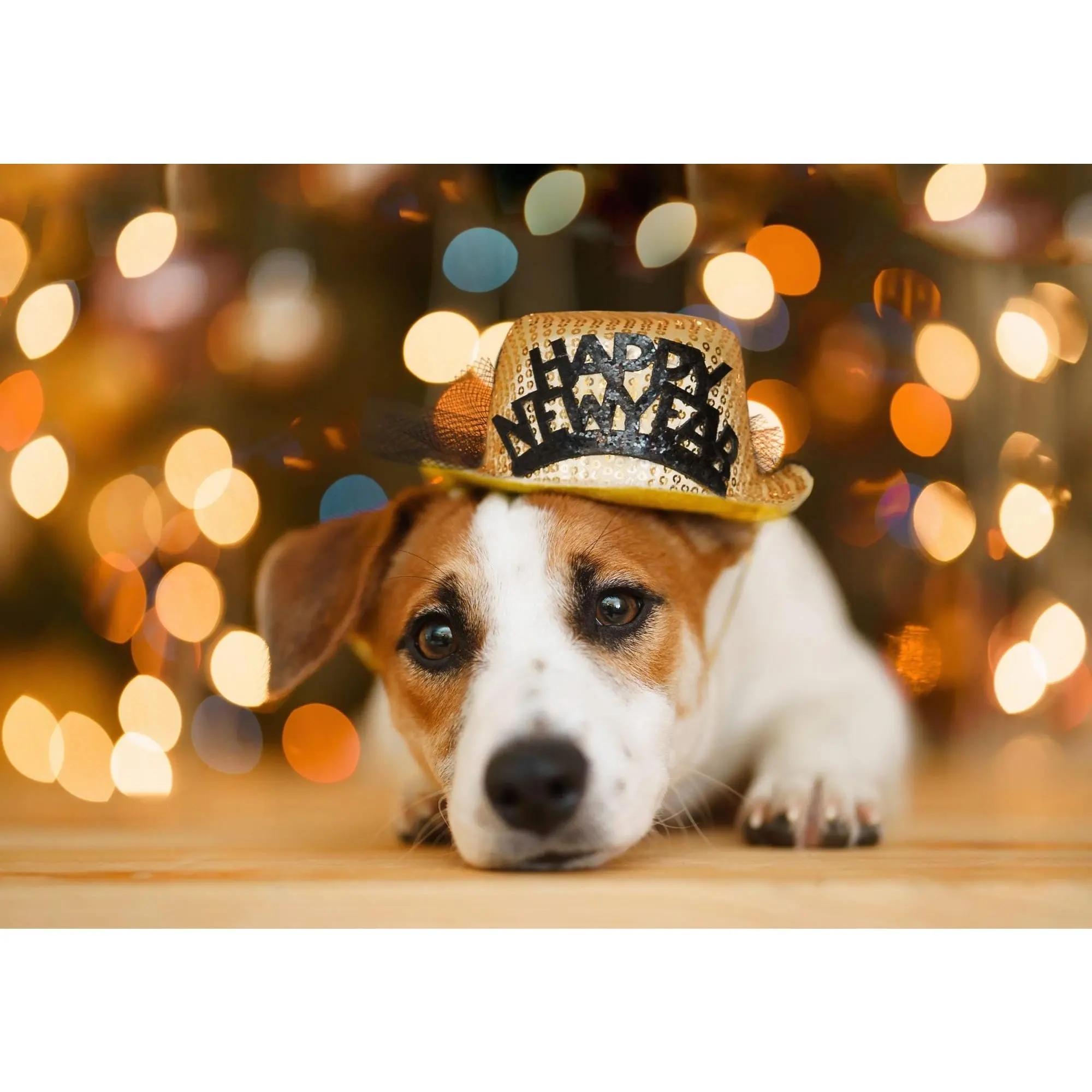 "New Years Eve" Dog & Puppy Gift Box!  Now Available Year Round!