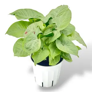 Syngonium Milk Confetti 4" - Low Maintenance Colorful Live House Plant with Unique Leaf Patterns